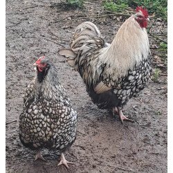 Œufs à couver Orpington argentée liseré noir GR – élevage