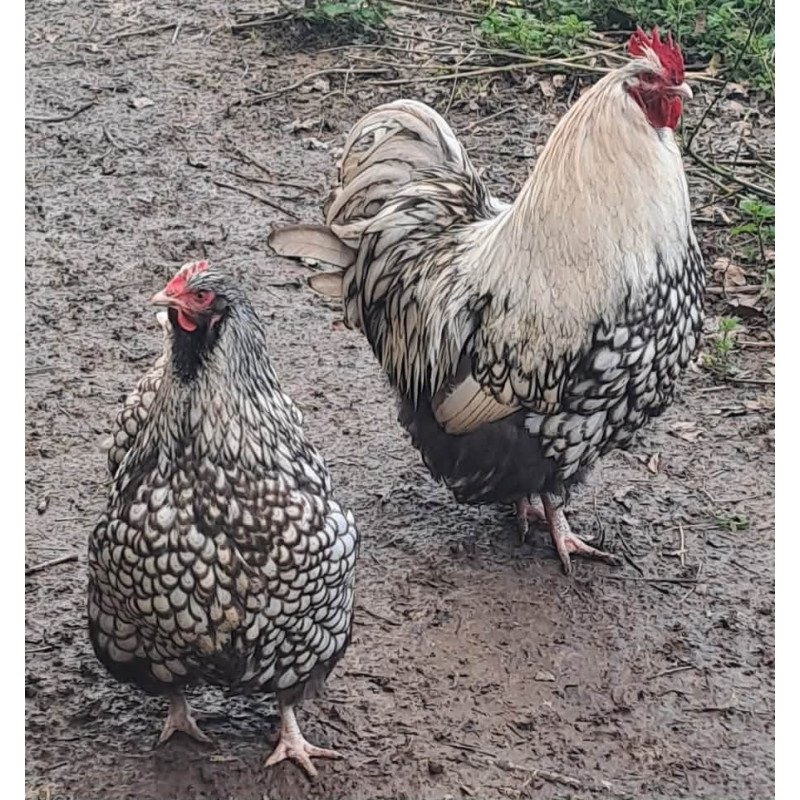 Œufs à couver Orpington argentée liseré noir GR – élevage