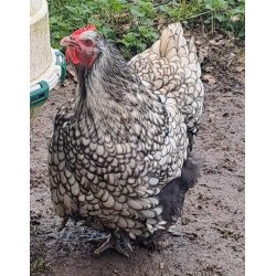 Œufs à couver Orpington argentée liseré noir GR – élevage
