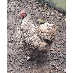 Œufs à couver Orpington argentée liseré noir GR – élevage