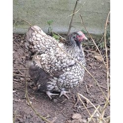 Oeufs à couver Orpington argentée liseré noir GR