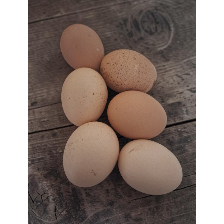 Oeufs à couver Orpington argentée liseré noir GR – élevage