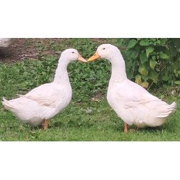 Oeufs à couver Cane de Pékin Américain – élevage sélectionné
