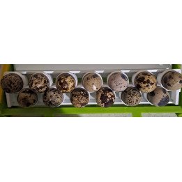 Support oeufs caille du Japon – couveuse Cimuka
