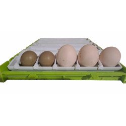 Lot de 6 barrettes stabilisation d'oeufs – couveuse Cimuka