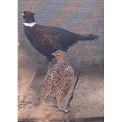 Oeufs à couver Faisan commun