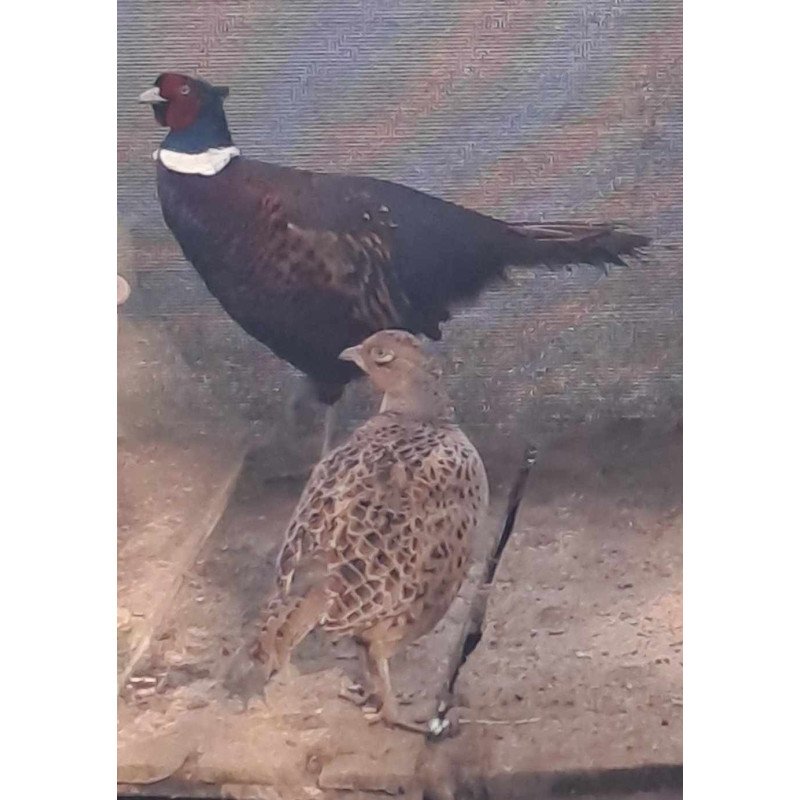 Oeufs à couver Faisan commun