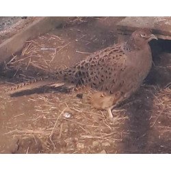 Oeufs à couver Faisan commun