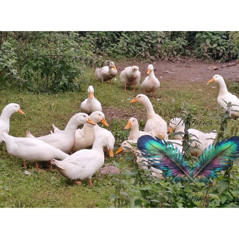 Oeufs à couver Cane de Pékin Américain