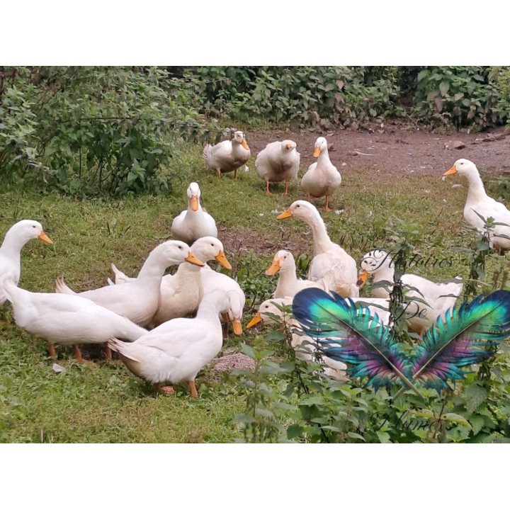 Oeufs à couver Cane de Pékin Américain