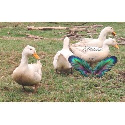 Œufs à couver Cane de Pékin Américain – élevage sélectionné