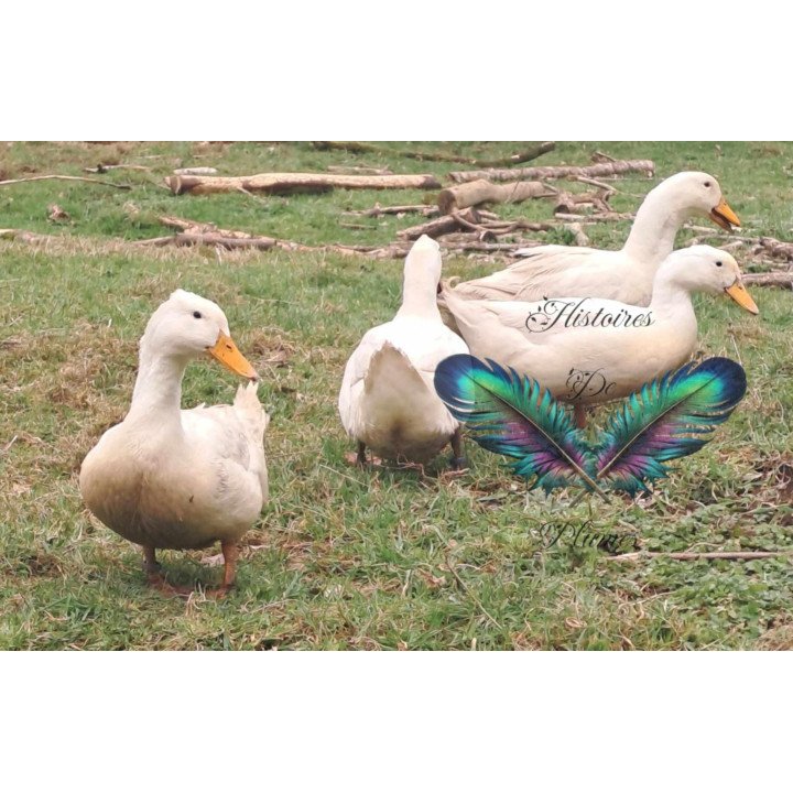 Oeufs à couver Cane de Pékin Américain