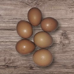 Oeufs à couver Faisan commun