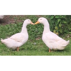 Canard de Pékin américain