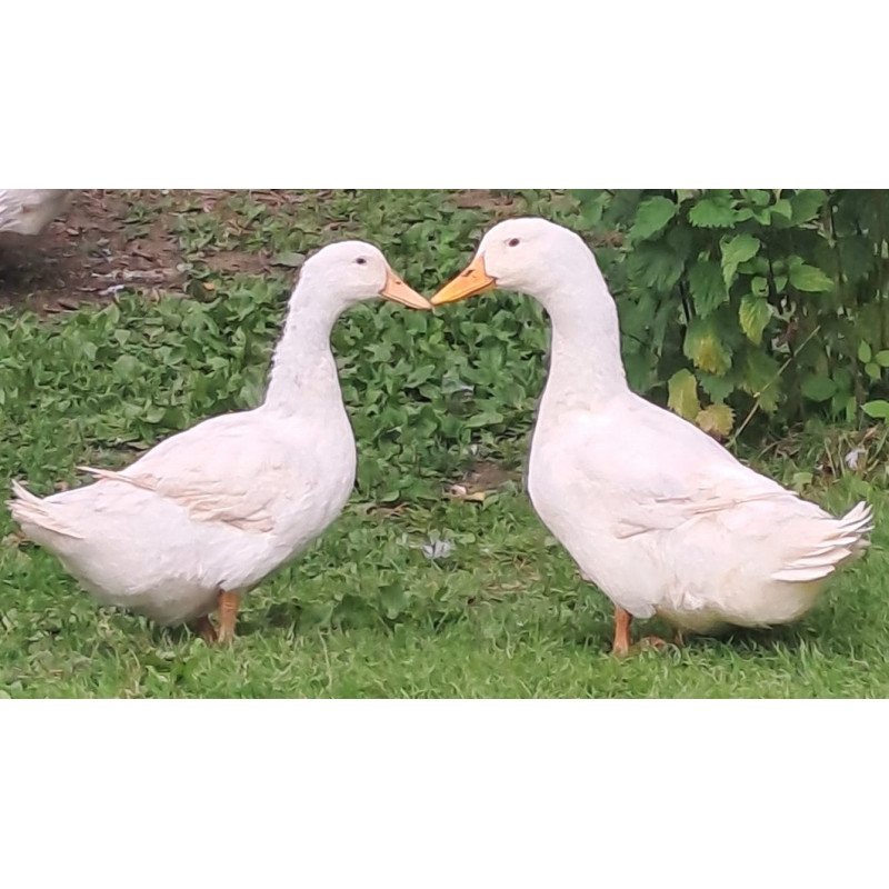 Couple canard de Pékin américain