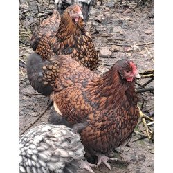 Poule Orpington fauve liseré noir