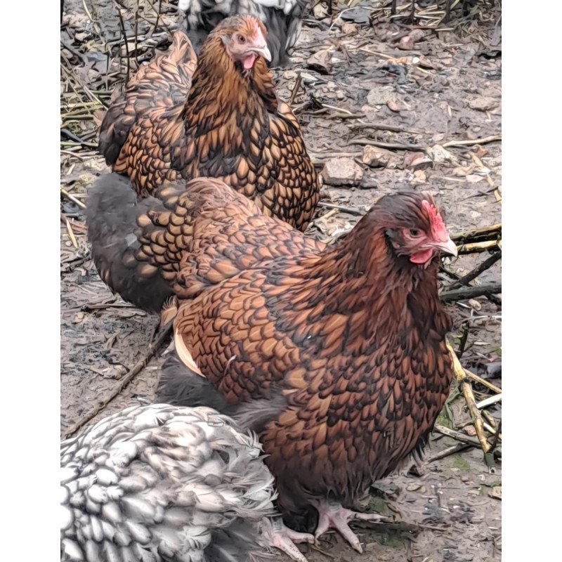 Poule Orpington fauve liseré noir