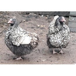 Poule Orpington argenté liseré noir conforme au standard