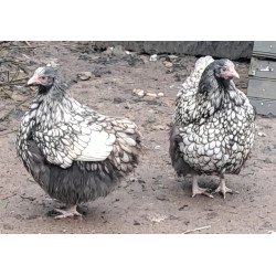 Poule Orpington argenté liseré noir conforme au standard