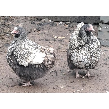 Poule Orpington argenté liseré noir conforme au standard