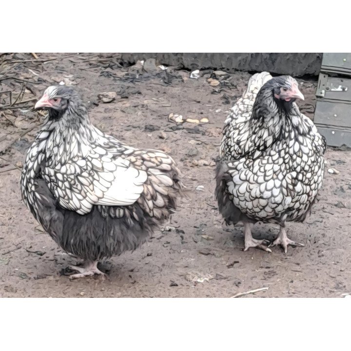 Poule Orpington argenté liseré noir conforme au standard
