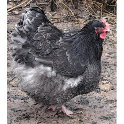 Poule Orpington argenté liseré noir (non conforme)