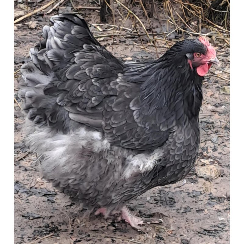 Poule Orpington argenté liseré noir hors standard à vendre