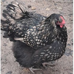Poule Orpington argenté liseré noir hors standard à vendre