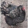 Poule Orpington argenté liseré noir hors standard à vendre