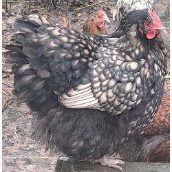 Poule Orpington argenté liseré noir (non conforme)