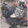 Poule Orpington argenté liseré noir hors standard à vendre