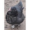 Poule croisée Orpington/ Faverolles allemande GR