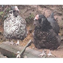 Poule croisée Orpington/ Faverolles allemande GR