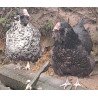 Poule croisée Orpington/ Faverolles allemande GR