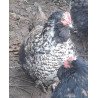 Poule croisée Orpington × Faverolles allemande – grande race