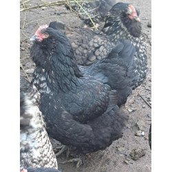 Poule croisée Orpington × Faverolles allemande – grande race