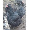Poule croisée Orpington × Faverolles allemande – grande race
