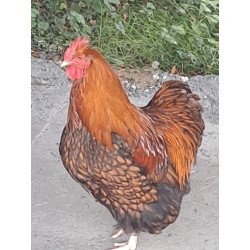 Oeufs à couver Poule Orpington fauve liseré noir GR