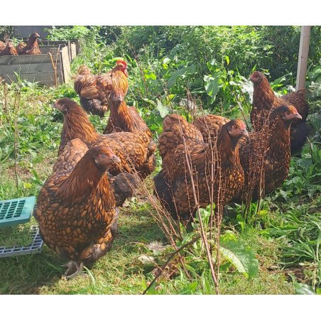 Oeufs à couver Orpington fauve liseré noir GR