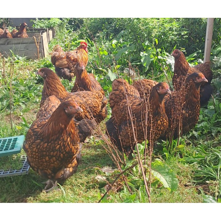Oeufs à couver Orpington fauve liseré noir GR