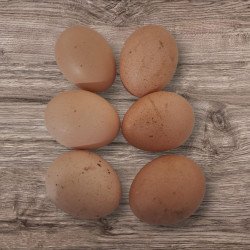 Oeufs à couver Poule Orpington fauve liseré noir GR