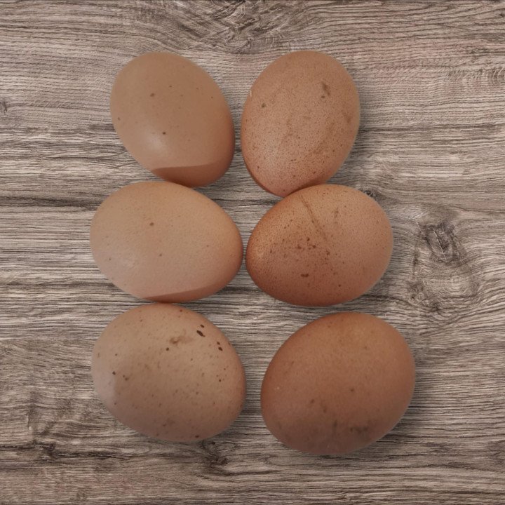 Oeufs à couver Orpington fauve liseré noir GR