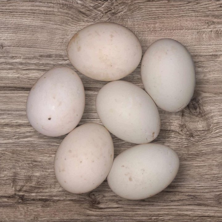 Oeufs à couver Cane de Pékin Américain