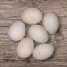 Oeufs à couver Cane de Pékin Américain