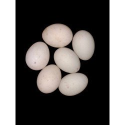 Oeufs à couver Cane de Pékin Américain